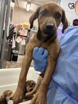 Venture -  Mixed Breed Dog for Adoption in Fort Worth, Texas - Venture | PetCurious