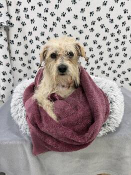 Terrier Dogs Available for Adoption in Brookings, Oregon - Frankie | PetCurious