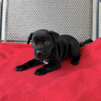 Yoyo -  Shepherd and Terrier Dog for Adoption in Carencro, Louisiana - Yoyo | PetCurious