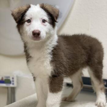 Lemonade -  Australian Shepherd and Mixed Breed Dog for Adoption in Riverside, California - Lemonade | PetCurious