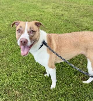 Nyla -  Bearded Collie and Mixed Breed Dog for Adoption in Atlanta, Georgia - Nyla | PetCurious