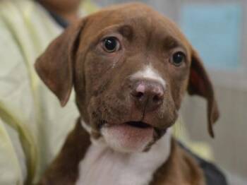 Nesta -  Pit Bull Terrier Dog for Adoption in Portland, Oregon - Nesta | PetCurious