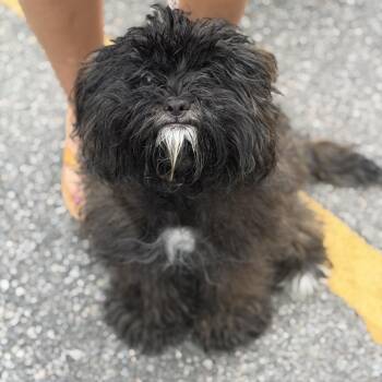 Fraggle-Rock -  Shih Poo and Miniature Poodle Dog for Adoption in Mahwah, New Jersey - Fraggle-Rock | PetCurious
