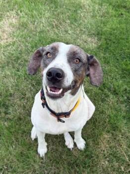 Sheila -  Pointer and Spaniel Dog for Adoption in Olympia, Washington - Sheila | PetCurious