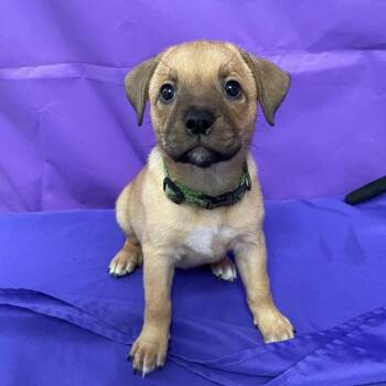 Shepherd Dogs Available for Adoption in North Myrtle Beach, South Carolina - Oleander | PetCurious