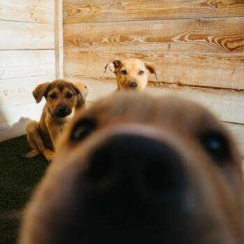 Labrador Retriever Dogs Available for Adoption - Gus | PetCurious