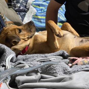 Shar Pei and Shepherd Dogs Available for Adoption in Kansas City, Missouri - Moxie | PetCurious