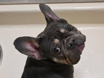 French Bulldog Dogs Available for Adoption in Portland, Oregon - Rick | PetCurious
