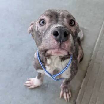 Rescue American Staffordshire Terrier Dogs for Adoption in Nampa, Idaho - Ankle Sock | PetCurious