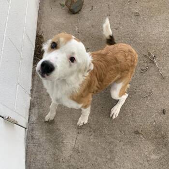 Mixed Breed Dogs Available for Adoption in Buchanan Dam, Texas - HILL-Stray-14133 | PetCurious