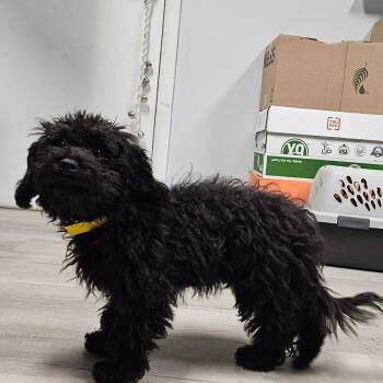 Rescue Poodle and Chinese Crested Dog Dogs for Adoption in Muskegon, Michigan - Dobby | PetCurious