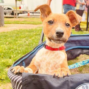 Mixed Breed Dogs Available for Adoption in Fredericksburg, Virginia - Suzie Q | PetCurious