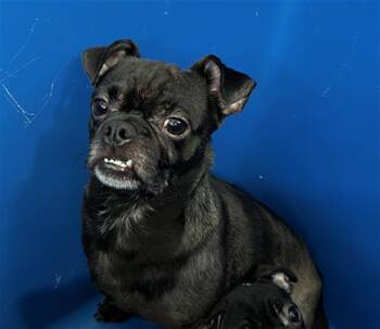 PANCHO -  Mixed Breed Dog for Adoption in Dallas, Texas - PANCHO | PetCurious