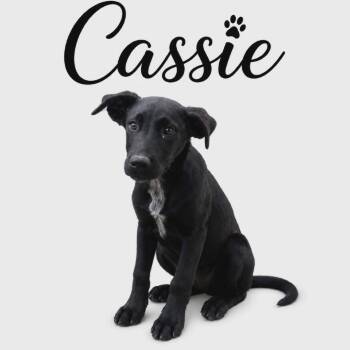 Australian Cattle Dog Blue Heeler and Mixed Breed Dogs Available for Adoption in Parker, Colorado - 565 (2026) Cassie | PetCurious