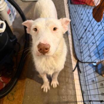 Hops -  Mixed Breed Dog for Adoption in Buffalo, Minnesota - Hops | PetCurious