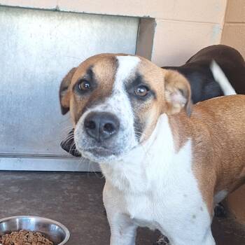 Rescue Cattle Dog Dogs for Adoption in Gautier, Mississippi - Sandy | PetCurious