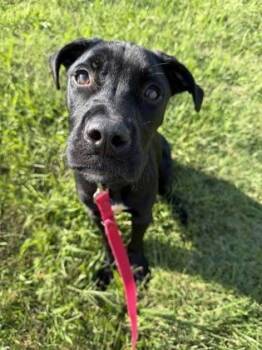 Sven -  Mixed Breed Dog for Adoption in Kansas City, Missouri - Sven | PetCurious