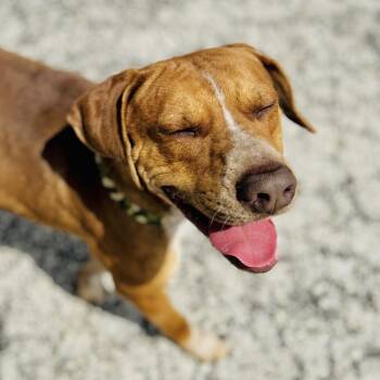 Hound Dogs Available for Adoption in Seguin, Texas - Copper | PetCurious