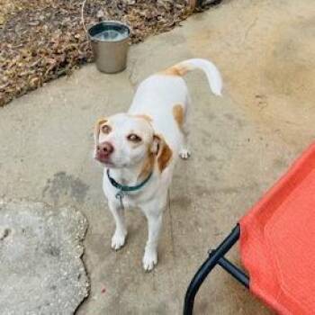 Hound Dogs Available for Adoption - SADIE | PetCurious
