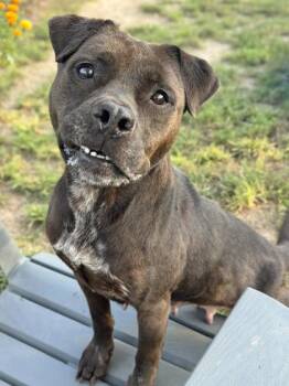 Aussie Ann -  Pit Bull Terrier Dog for Adoption in Anderson, Indiana - Aussie Ann | PetCurious