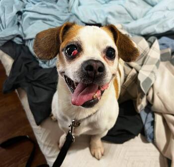 Bob -  Chug and Beagle Dog for Adoption in Akron, Ohio - Bob | PetCurious