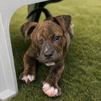 ODIN -  American Staffordshire Terrier Dog Available for Adoption in Evans, Georgia - ODIN | PetCurious