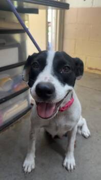 Lacy -  Pit Bull Terrier Dog for Adoption in Swainsboro, Georgia - Lacy | PetCurious