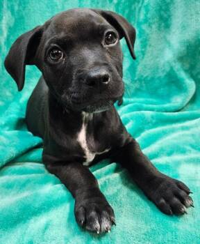Robin -  Pit Bull Terrier Dog for Adoption in Mobile, Alabama - Robin | PetCurious
