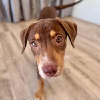 Nyla -  Mixed Breed Dog for Adoption in Green Bay, Wisconsin - Nyla | PetCurious