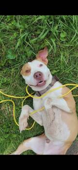 Cooper -  Pit Bull Terrier Dog for Adoption in Fayetteville, West Virginia - Cooper | PetCurious
