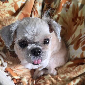 Shih Tzu Dogs Available for Adoption in Toledo, Ohio - Hazel | PetCurious