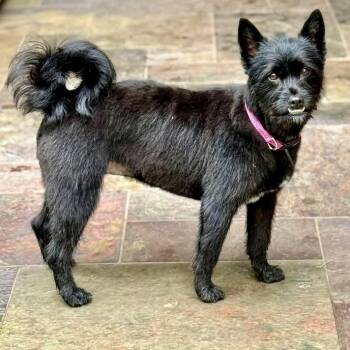 Scottish Terrier and Cairn Terrier Dogs Available for Adoption in Bethel, Connecticut - Missy | PetCurious