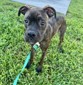 Aphelios -  Mixed Breed Dog for Adoption in Vero Beach, Florida - Aphelios | PetCurious