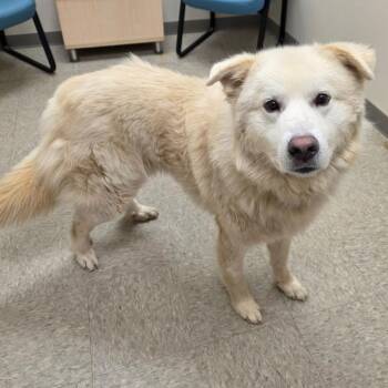Ezekiel -  Great Pyrenees Dog for Adoption in Chatham, Virginia - Ezekiel | PetCurious