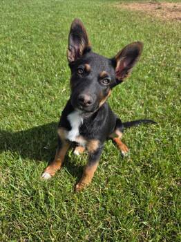 Pippa -  Rottweiler and German Shepherd Dog Dog Available for Adoption in Spooner, Wisconsin - Pippa | PetCurious