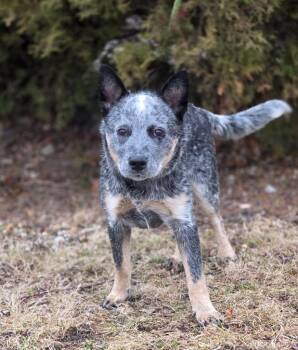 Cattle Dog Dogs Available for Adoption - Bandito | PetCurious