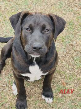 Labrador Retriever Dogs Available for Adoption in Hillsdale, New York - Ally | PetCurious