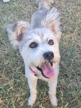 Moxie -  Cairn Terrier and Miniature Schnauzer Dog for Adoption in VERNON ROCKVL, Connecticut - Moxie | PetCurious