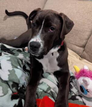 Mixed Breed Dogs Available for Adoption in Taycheedah, Wisconsin - Quartz | PetCurious