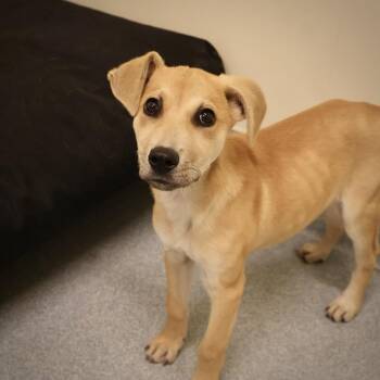 Rescue Labrador Retriever Dogs for Adoption in Briarcliff Manor, New York - Daisy Mae | PetCurious
