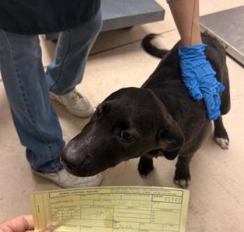 Standard Poodle and Shepherd Dogs Available for Adoption - Kathleen Hanna | PetCurious