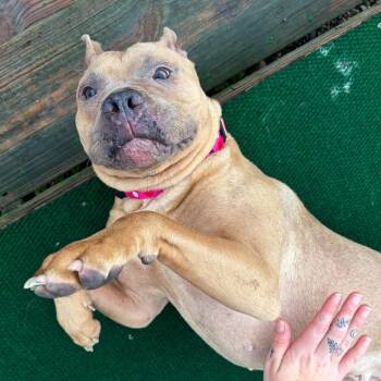 Ballerina -  Shar Pei and Mixed Breed Dog for Adoption in Binghamton, New York - Ballerina | PetCurious