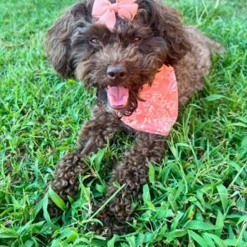 Phoebe -  Poodle and Miniature Poodle Dog for Adoption in Sanford, North Carolina - Phoebe | PetCurious