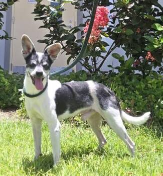 Elton -  Chihuahua and Mixed Breed Dog for Adoption in Honolulu, Hawaii - Elton | PetCurious