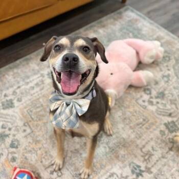 Wall-E Itty Bitty Loverboy -  American Staffordshire Terrier and Labrador Retriever Dog for Adoption in Friendswood, Texas - Wall-E Itty Bitty Loverboy | PetCurious