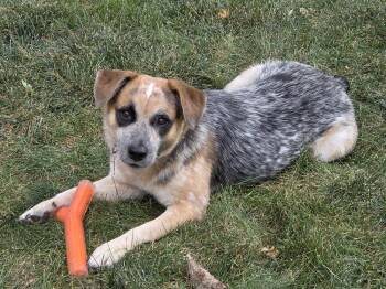 DINGO -  Australian Cattle Dog Blue Heeler Dog for Adoption in Broomfield, Colorado - DINGO | PetCurious
