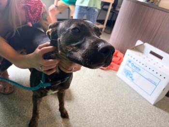 Carl -  Labrador Retriever Dog for Adoption in Huntington, Indiana - Carl | PetCurious