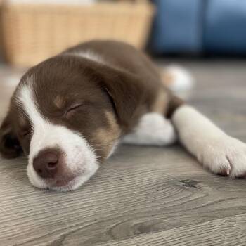 Border Collie Dogs Available for Adoption in La Grange, Kentucky - HASHBROWN | PetCurious