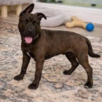 Shar Pei Dogs Available for Adoption - Bob | PetCurious
