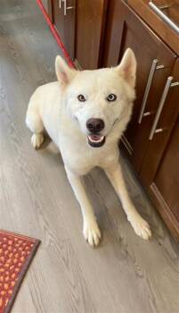 Rescue Husky and Mixed Breed Dogs for Adoption in Largo, Florida - Dimitri | PetCurious